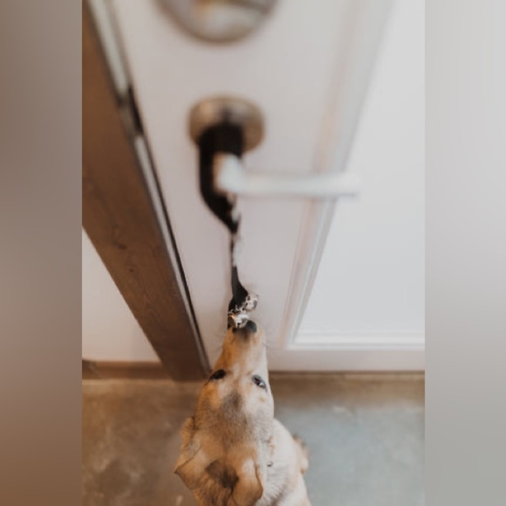 Black Dog Door Bell 🐾